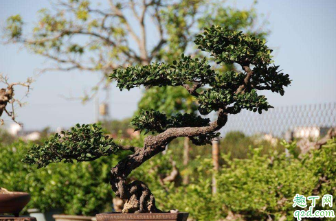 象牙樹好養(yǎng)活嗎 象牙樹怎么養(yǎng)長得旺盛1