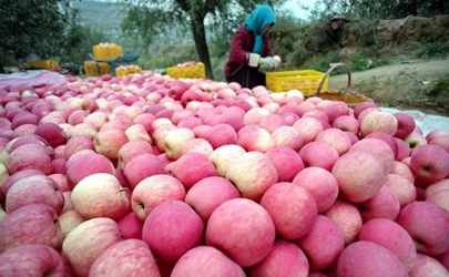 片紅蘋果與條紅蘋果哪個營養(yǎng)高 片紅蘋果和條紅蘋果怎么選擇