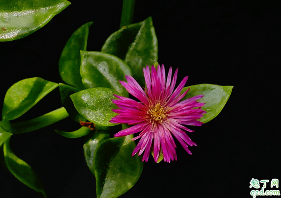 牡丹吊蘭啥時候換盆好 牡丹吊蘭換盆后怎么養(yǎng)護1