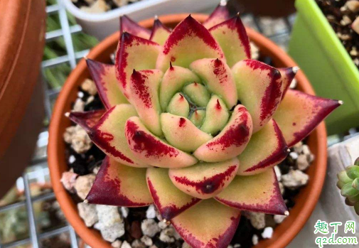 多肉烏木好養(yǎng)嗎 烏木多肉怎么養(yǎng)長得快3