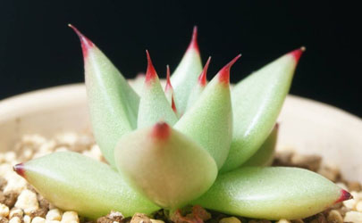 多肉烏木好養(yǎng)嗎 烏木多肉怎么養(yǎng)長(zhǎng)得快