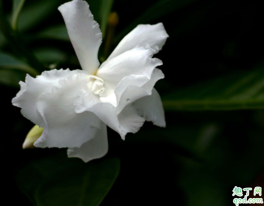 水晶茉莉過冬溫度是多少了 狗牙花冬天怎么養(yǎng)4