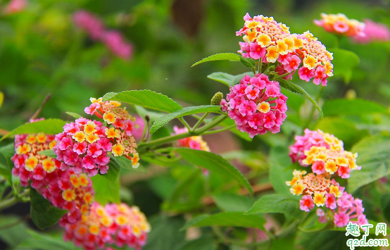 如意花可以水養(yǎng)嗎 如意花怎樣水養(yǎng)花開(kāi)的旺盛1