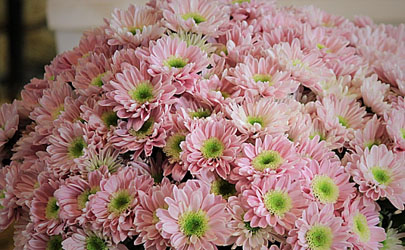 多頭菊花期是啥時(shí)候 多頭菊花期結(jié)束之后要怎么打理