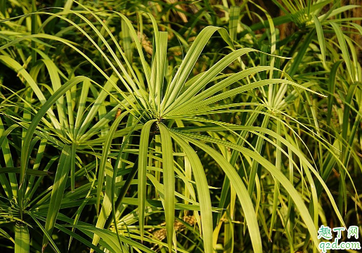 棕竹容易養(yǎng)嗎 養(yǎng)棕竹哪些事項是要注意的1