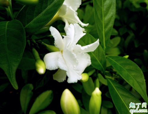 為什么水晶茉莉的花苞會掉 水晶茉莉掉花苞怎么補救4