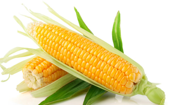 嫩玉米釣草魚的正確掛法 嫩玉米釣草魚是底釣嗎