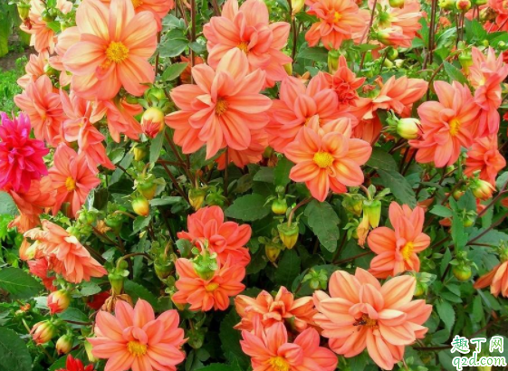 剛買的花換盆土很濕還用澆水嗎 花市買花為什么養(yǎng)不活4