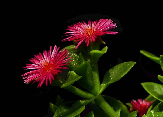 牡丹吊蘭為什么葉子蔫軟 牡丹吊蘭葉子卷縮枯萎怎么辦1