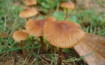 采的野生蘑菇怎么看能不能吃 野生蘑菇怎么分別有毒無(wú)毒