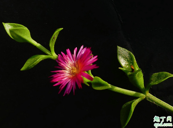 牡丹吊蘭啥時候換盆好 牡丹吊蘭換盆后怎么養(yǎng)護2