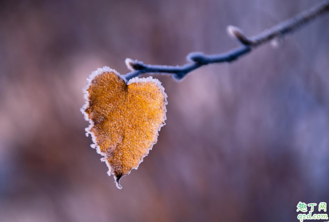 2020什么時(shí)候霜降 霜降下來(lái)是哪個(gè)節(jié)氣3