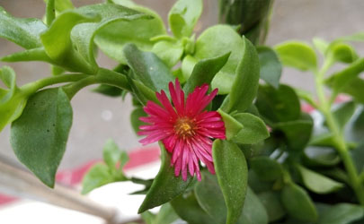 牡丹吊蘭啥時(shí)候種成活率高 種牡丹吊蘭時(shí)哪些是要注意的