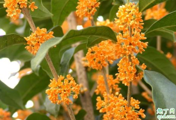 桂花在室內(nèi)怎么養(yǎng) 桂花抗凍多少度1