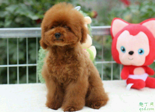 泰迪為何天生很色 為什么泰迪睡覺摸它會(huì)抬腿2