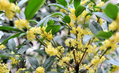 四季桂黃葉的原因是什么 四季桂黃葉怎么補(bǔ)救