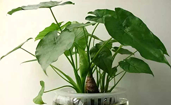 摸了滴水觀音怎么辦 摸滴水觀音后怎么處理