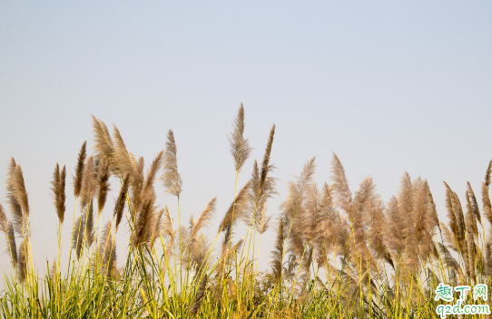 貓尾草容易成活嗎 貓尾草養(yǎng)殖哪些是要注意的3