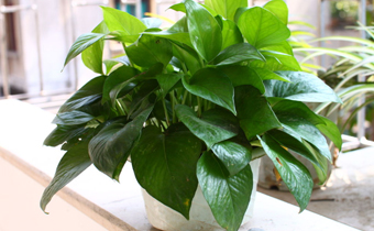 綠蘿換盆可以用草灰嗎 綠蘿換盆的時(shí)候要注意什么