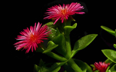 牡丹吊蘭為什么葉子蔫軟 牡丹吊蘭葉子卷縮枯萎怎么辦