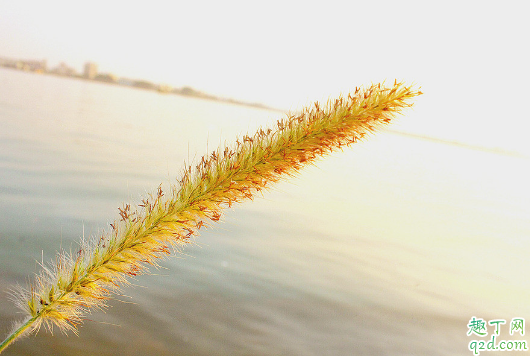 貓尾草容易成活嗎 貓尾草養(yǎng)殖哪些是要注意的1