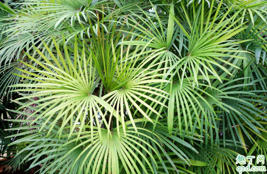 棕竹為啥老是黃葉 棕竹總愛黃葉怎么補(bǔ)救1