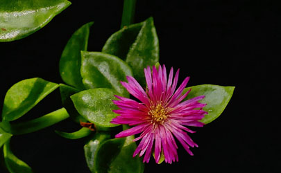 牡丹吊蘭啥時(shí)候換盆好 牡丹吊蘭換盆后怎么養(yǎng)護(hù)