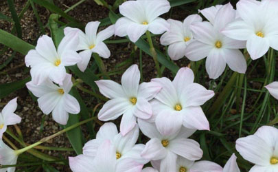 風(fēng)雨蘭一年四季開花么? 風(fēng)雨蘭怎樣養(yǎng)花開不斷