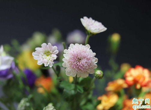 多頭菊生長期一定要摘心嗎 多頭菊花期結束之后要怎么打理1