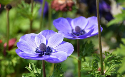 銀蓮花黃葉的原因是什么原因 銀蓮花黃葉怎么補(bǔ)救