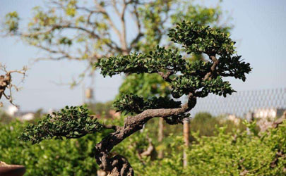 象牙樹好養(yǎng)活嗎 象牙樹怎么養(yǎng)長(zhǎng)得旺盛