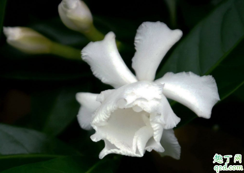 為什么水晶茉莉的花苞會掉 水晶茉莉掉花苞怎么補救1