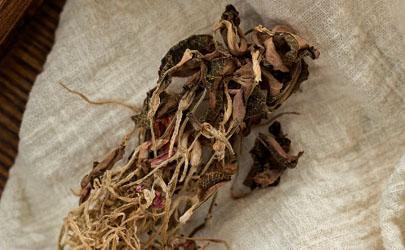 金線蓮多少錢一斤 金線蓮哪里的品種最好