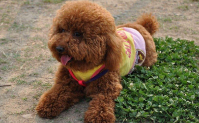 泰迪為何天生很色 為什么泰迪睡覺摸它會(huì)抬腿