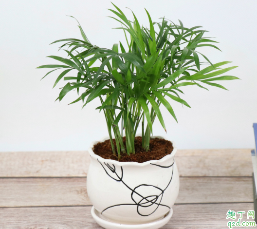 袖珍椰子放臥室好嗎 怎樣養(yǎng)袖珍椰子長(zhǎng)的大3