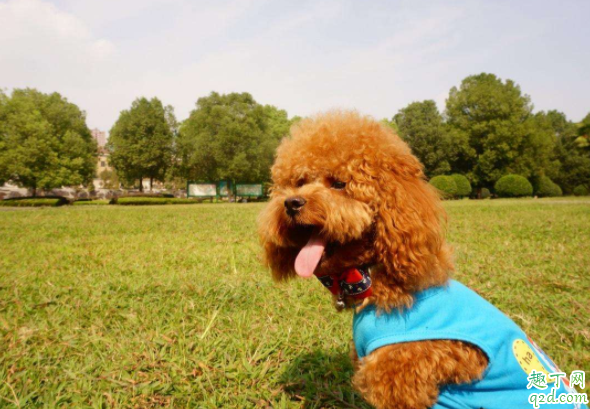 泰迪為何天生很色 為什么泰迪睡覺摸它會(huì)抬腿3