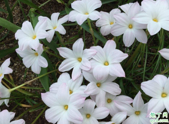 風(fēng)雨蘭一年四季開花么? 風(fēng)雨蘭怎樣養(yǎng)花開不斷3