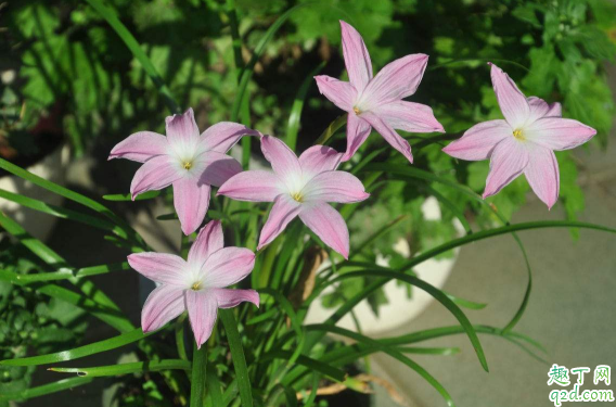 風(fēng)雨蘭一年四季開花么? 風(fēng)雨蘭怎樣養(yǎng)花開不斷1