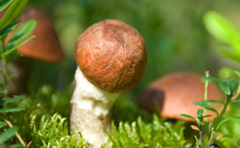 新鮮牛肝菌保質(zhì)期多長時(shí)間 新鮮牛肝菌如何儲(chǔ)存