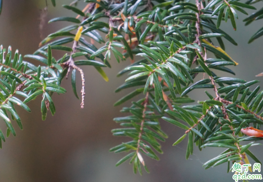 鐵杉好養(yǎng)活嗎 鐵杉怎么樣長得旺盛3