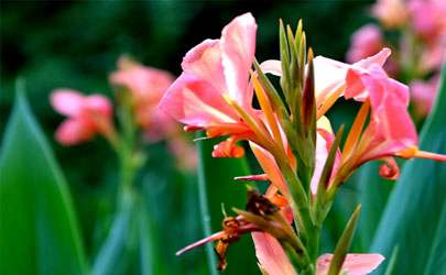 美人蕉爛根是咋回事 美人蕉爛根怎么補(bǔ)救