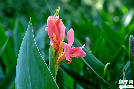 美人蕉爛根是咋回事 美人蕉爛根怎么補救2