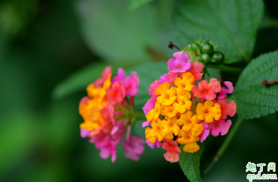 如意花可以水養(yǎng)嗎 如意花怎樣水養(yǎng)花開(kāi)的旺盛2