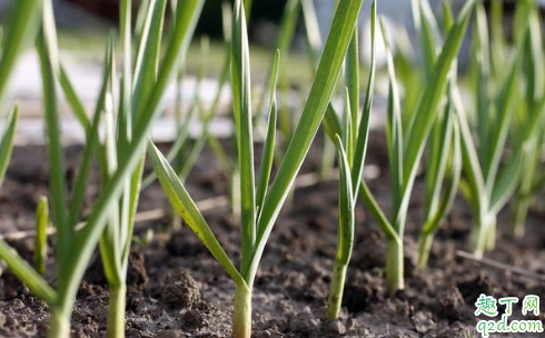 大蒜苗期發(fā)生黃化的原因 大蒜苗期黃化怎么辦1