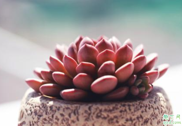 秋天多肉能不能淋雨 秋天多肉淋雨會死嗎3