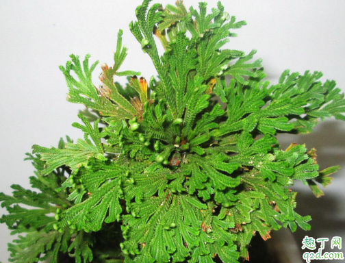 卷柏可以水培嗎 養(yǎng)卷柏哪些事項(xiàng)是要注意的3