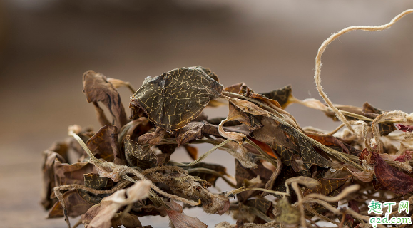 金線蓮可以人工種植嗎 金線蓮怎么種植成活率高3