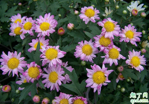 多頭菊生長期一定要摘心嗎 多頭菊花期結束之后要怎么打理3