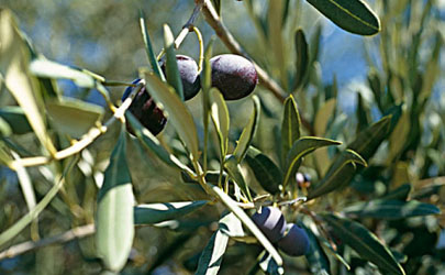 烏欖怎么嫁接成活率高 烏欖養(yǎng)植需要注意哪些事項(xiàng)