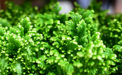 卷柏可以水培嗎 養(yǎng)卷柏哪些事項(xiàng)是要注意的